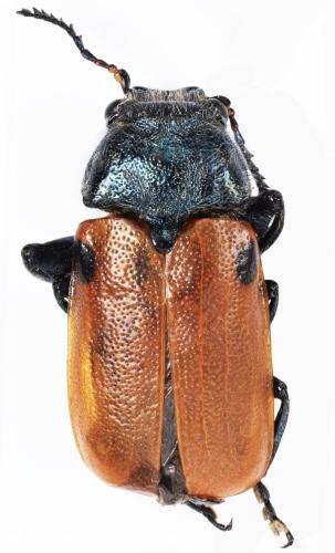 Labidostomis rufa